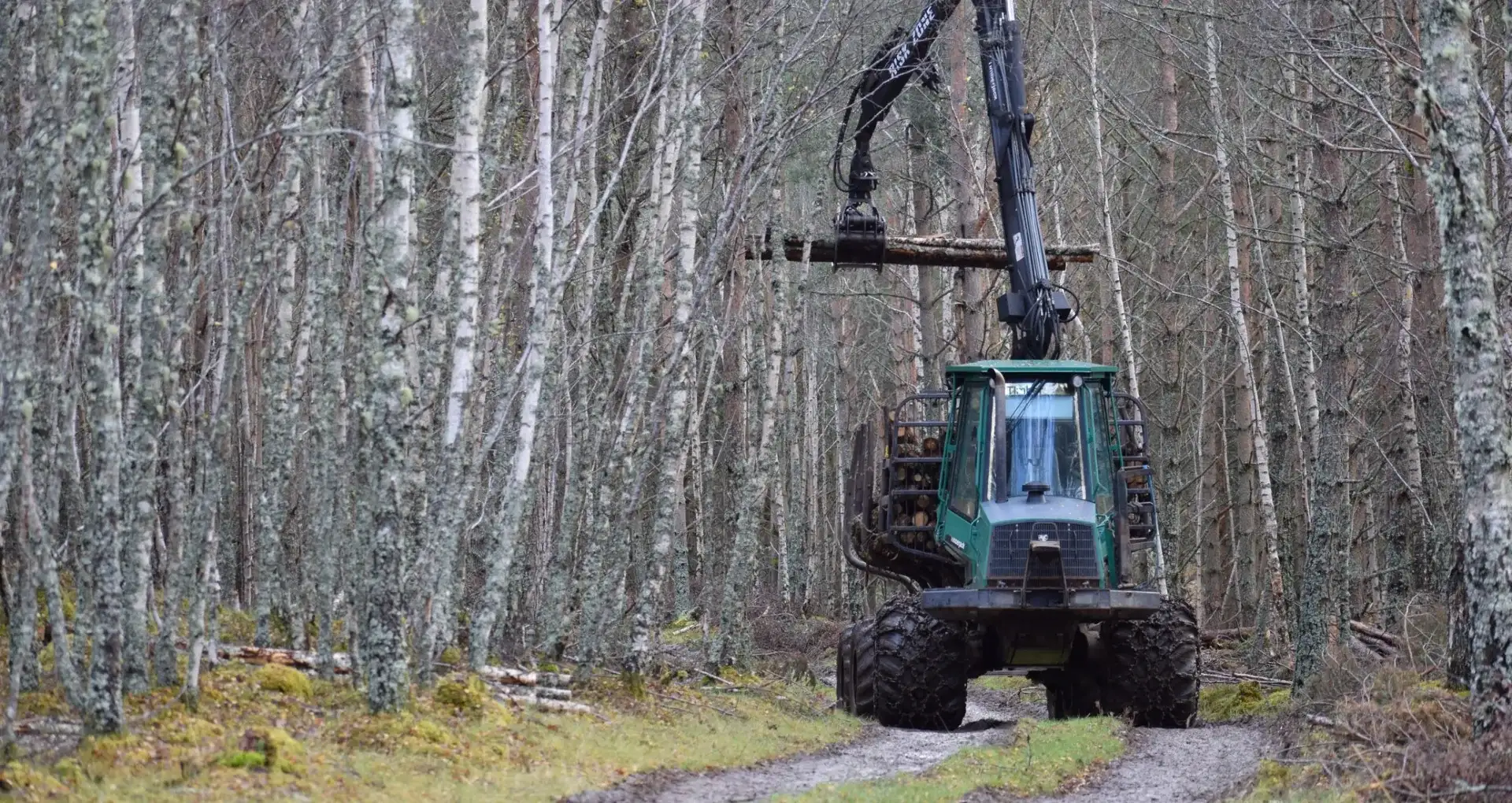 Skotare med kran i en björkskog